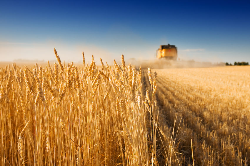 Weetabix, a success story for foreign investment, has today pledged to source all of its wheat from local farmers