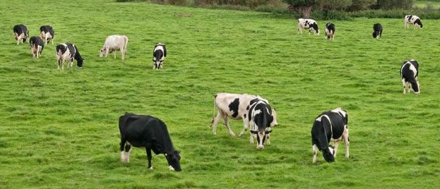 Many dairy farmers on brink of exiting the industry warns NFU Scotland