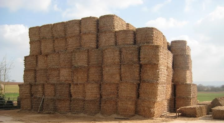 Miscanthus bales