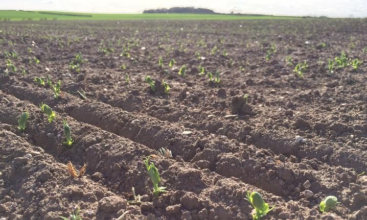 Pea and bean growers should use a pre-emergence application of linuron and pendimethalin to protect spring sown crops from prolific weed populations