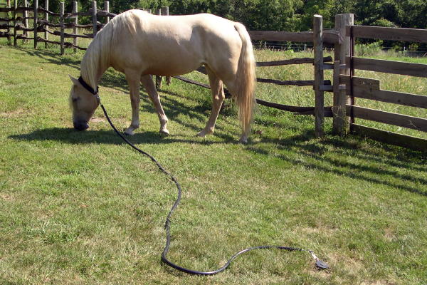 CHAPS have learnt that when tethering is discouraged or prevented, there is the likelihood that horses are moved out of public sight, to even less suitable environments