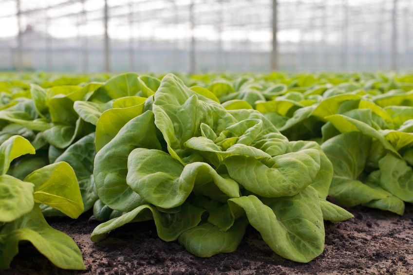 Could this revolutionise agriculture as we know it?