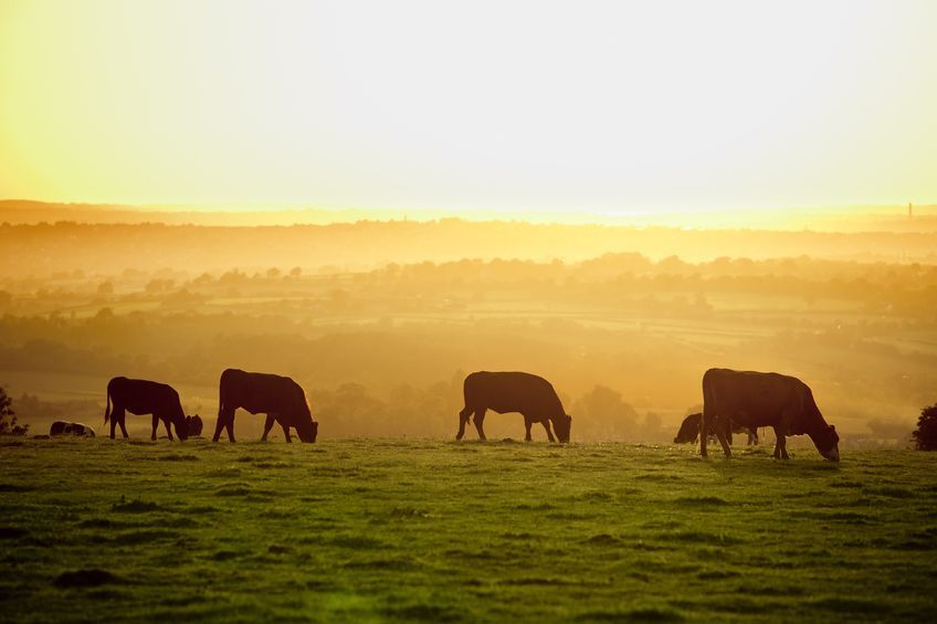 Nigel Pulling, Chief Executive of the Yorkshire Agricultural Society said leaving Europe would be a "leap in the dark"