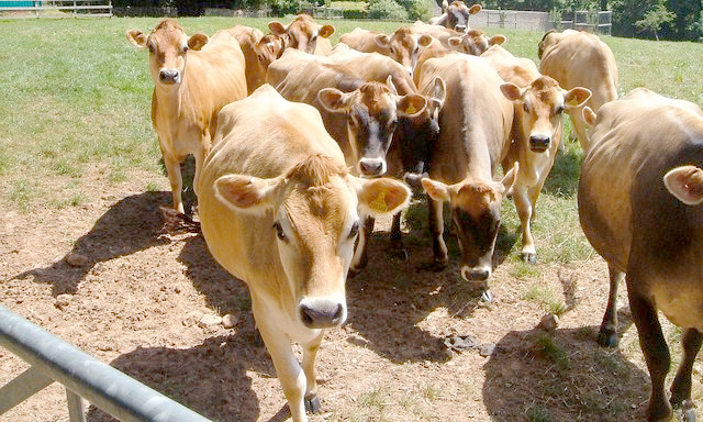 Farms and farmers are therefore the axis around which rural communities often turn