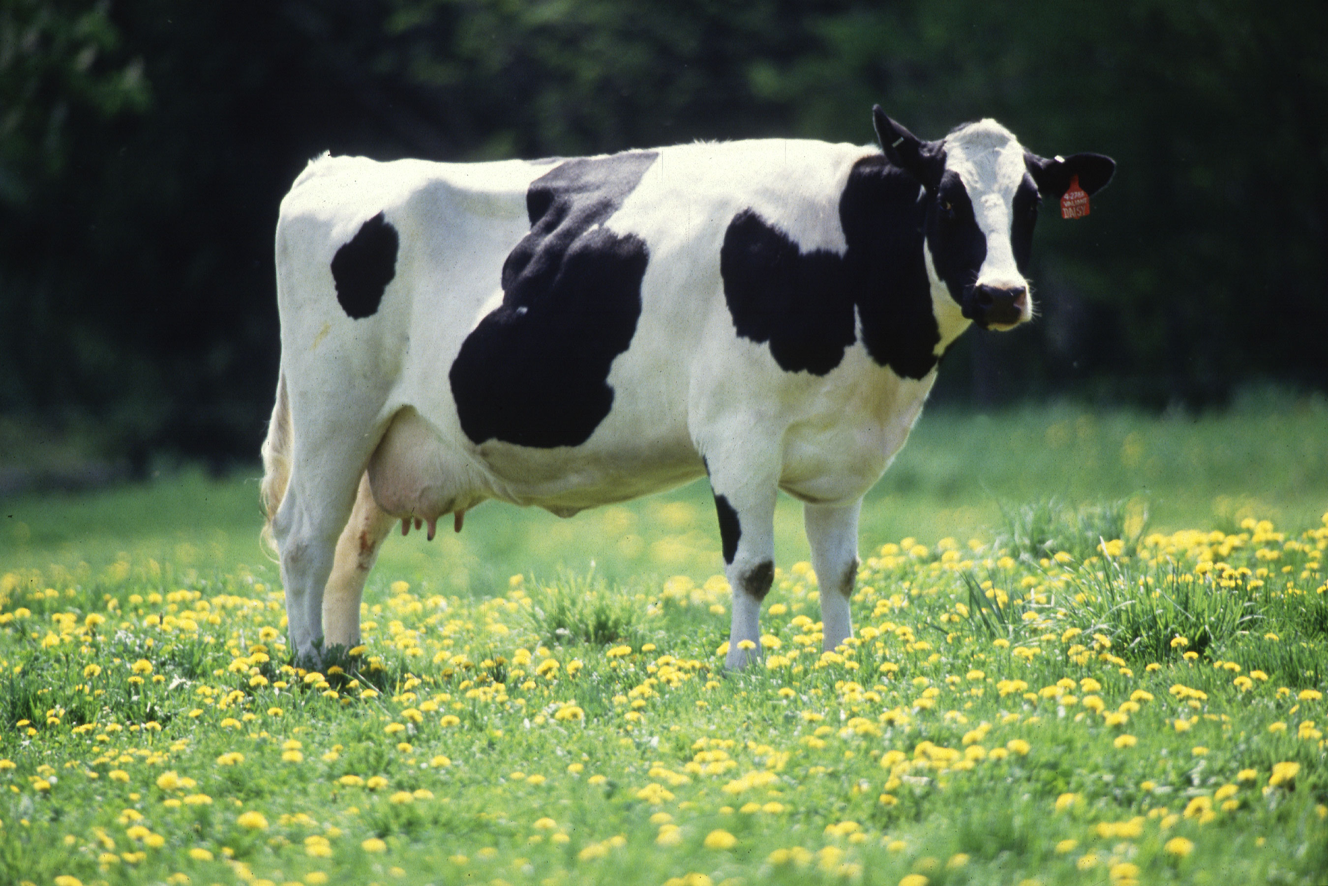 Getting dairy cows outside and on grass pasture whenever possible not only produces great quality milk but is a key aspect of good animal welfare