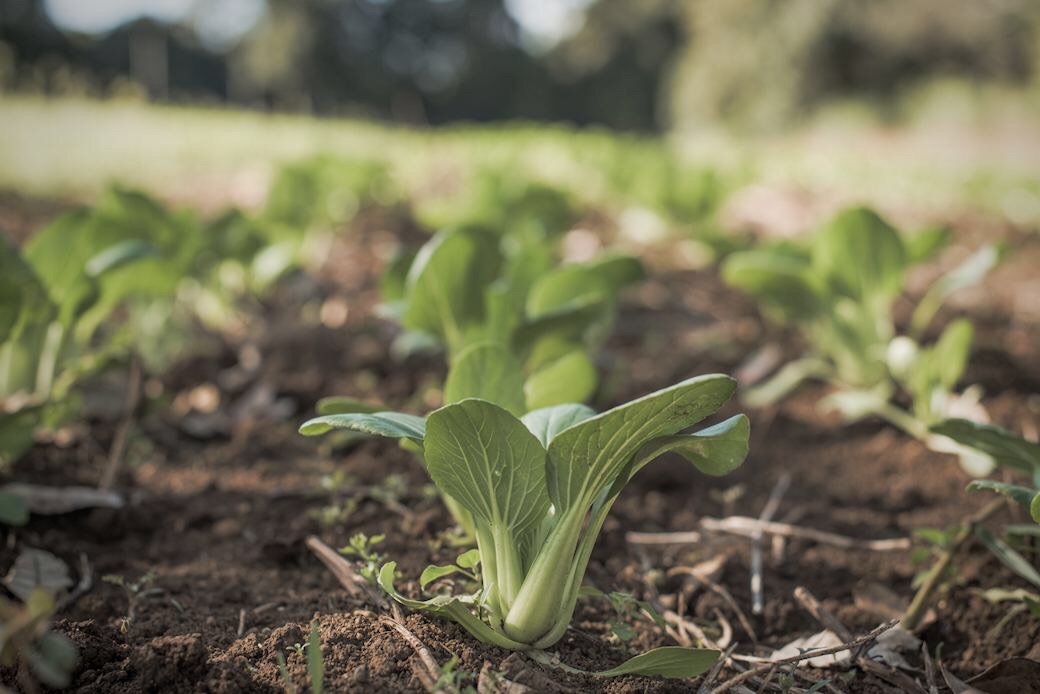 Healthy soils are a must for safeguarding British farming