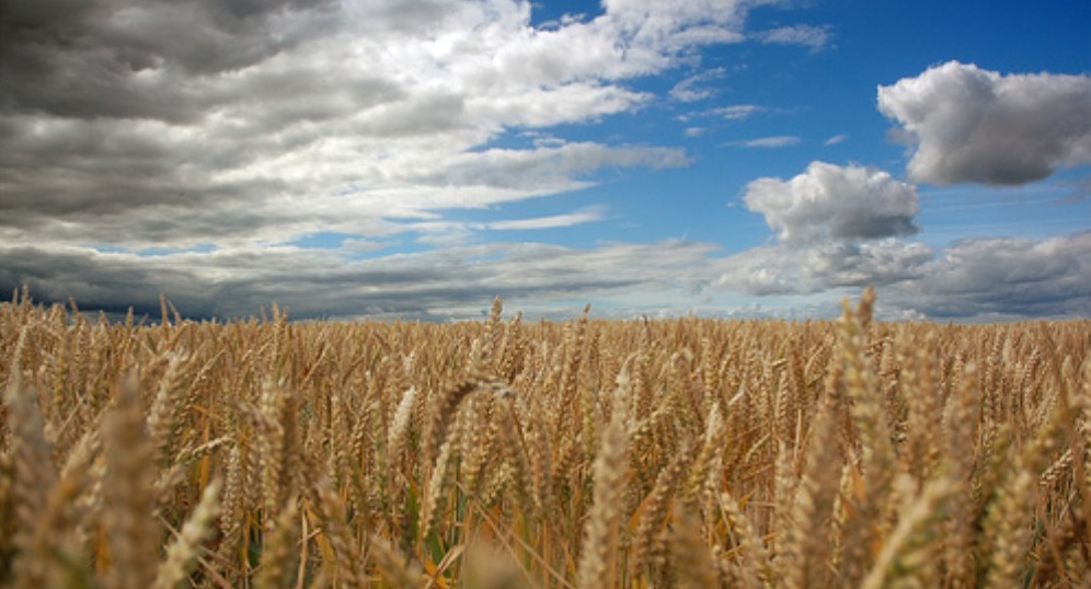 Winter barley varieties