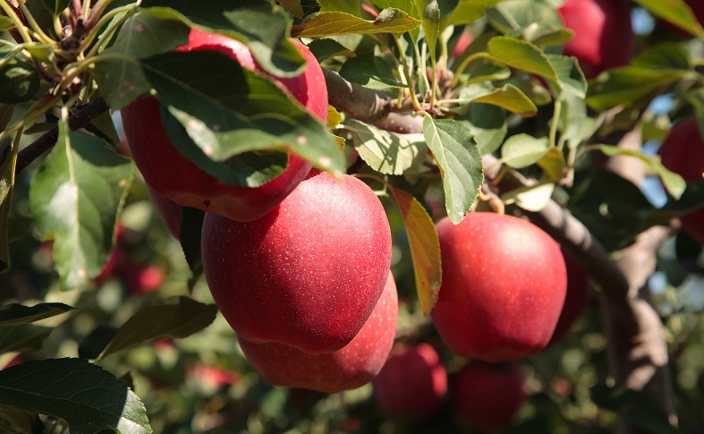Fancy studying apple production in South Africa?