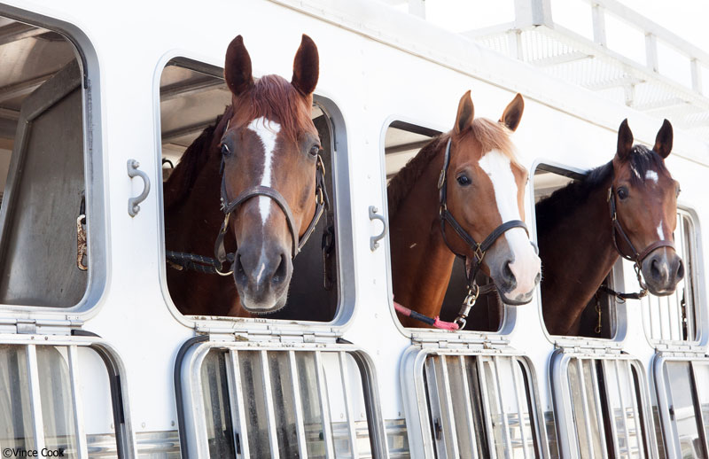 The guidelines are designed to set out clear and simple methods of assessing the fitness of equidae for transport