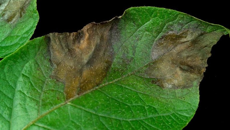 Blight was the cause of the infamous Irish potato famine in the 19th century and remains a huge problem around the world