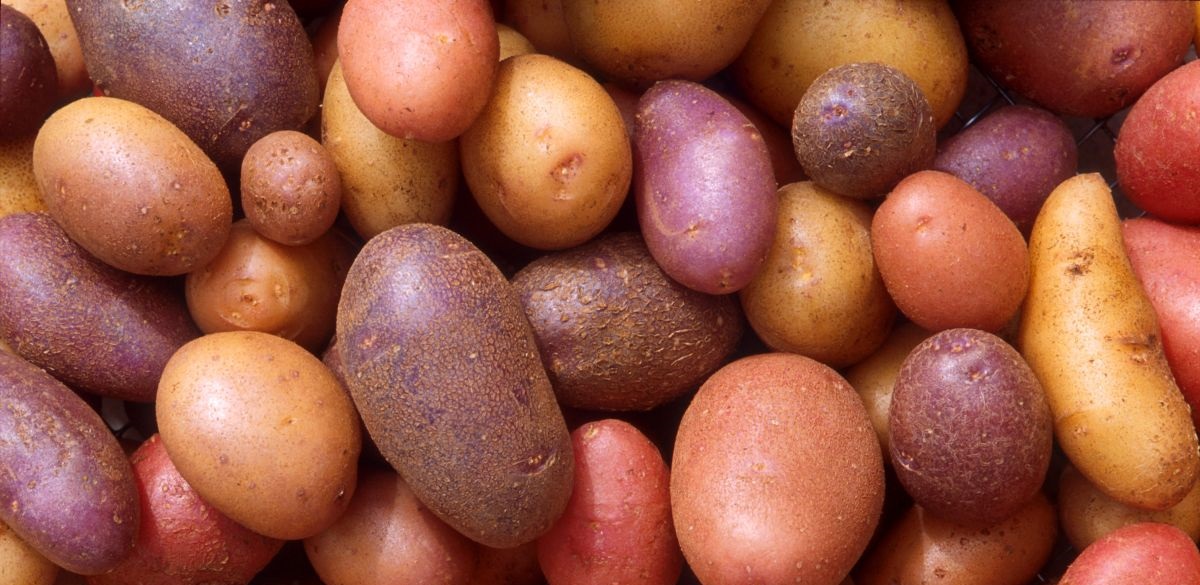 Storage is key to potato production in Great Britain