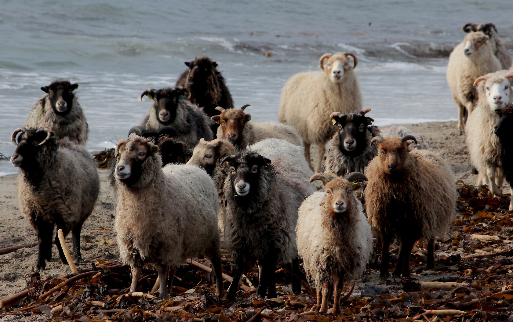 North Ronaldsay mutton is held in the same regard as Italian prosciutto ham, truffles and caviar, thanks to its lean meat and unique gamey flavour