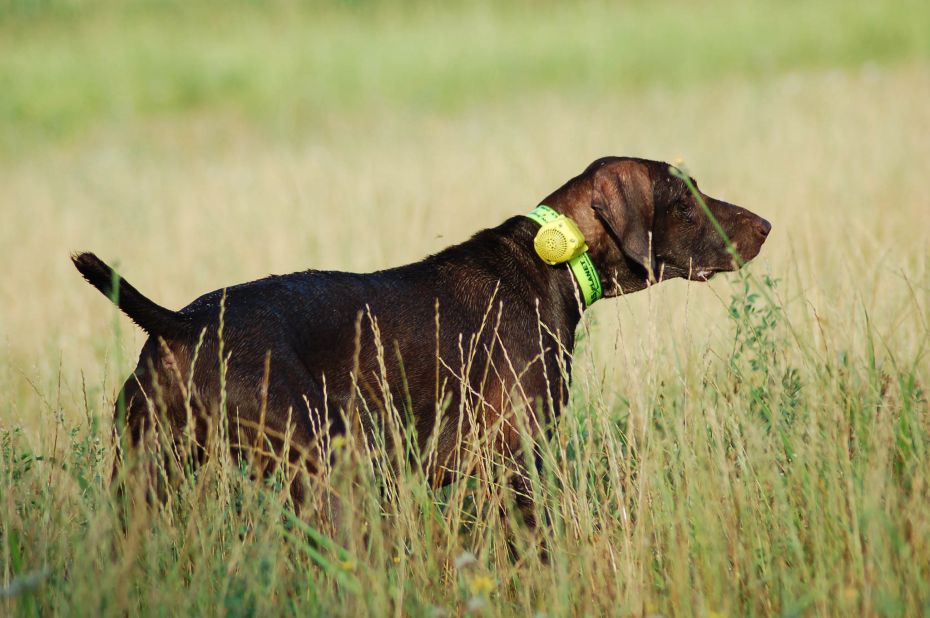 Views sought on possible 'tail docking' exemption for working dogs