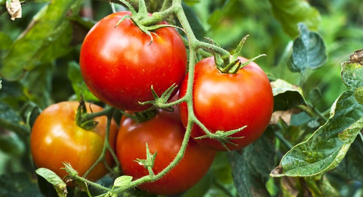 Breeding wildness back into our fruit and vegetables are a good thing, Scientists say