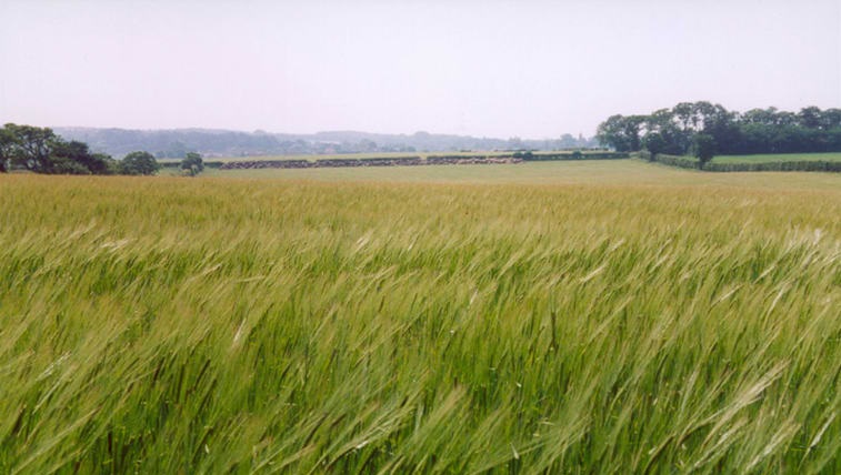Barley and beans are the two main spring crops grown and each has its own challenges in terms of weed control