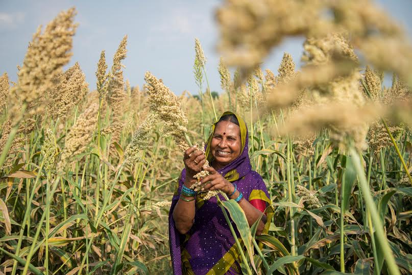 Sorghum at Telangane, India