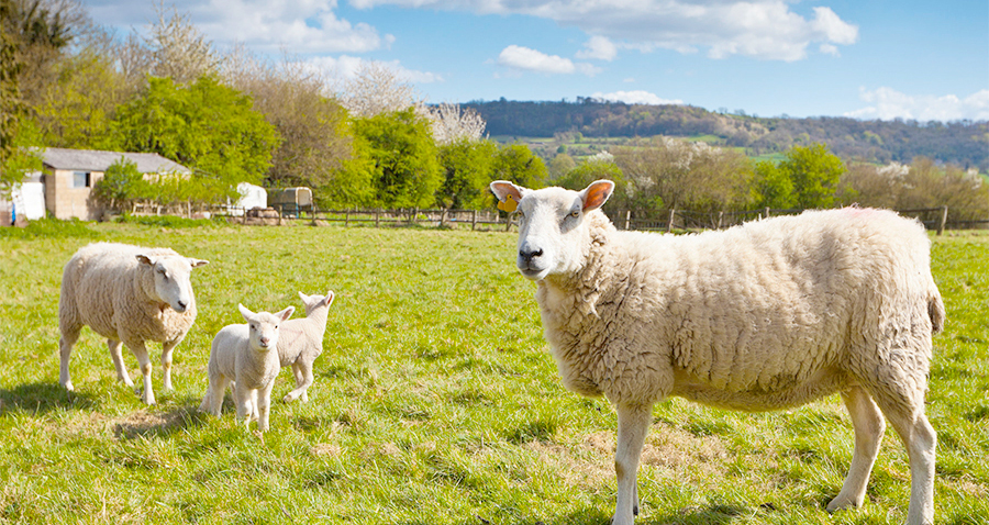 Despite the problems, farmers having done their bit to produce fine Scottish food and drink