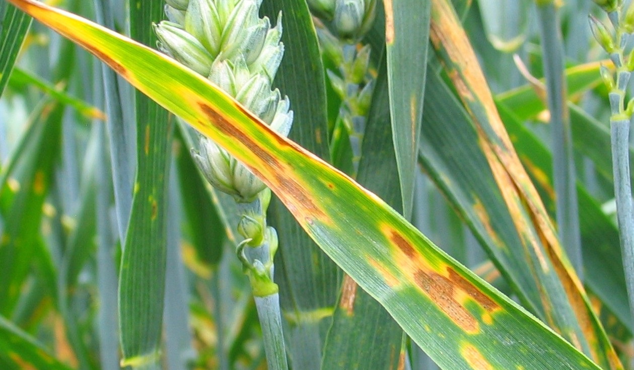 Septoria are pycnidia-producing fungi that causes numerous leaf spot diseases on field crops, forages and many vegetables