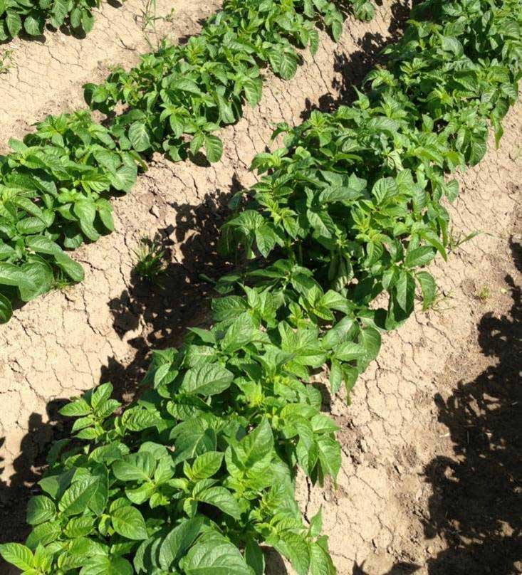 Sencorex Flow and diquat treated potatoes