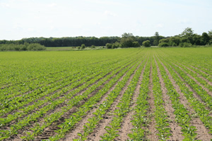 Sugar Beet