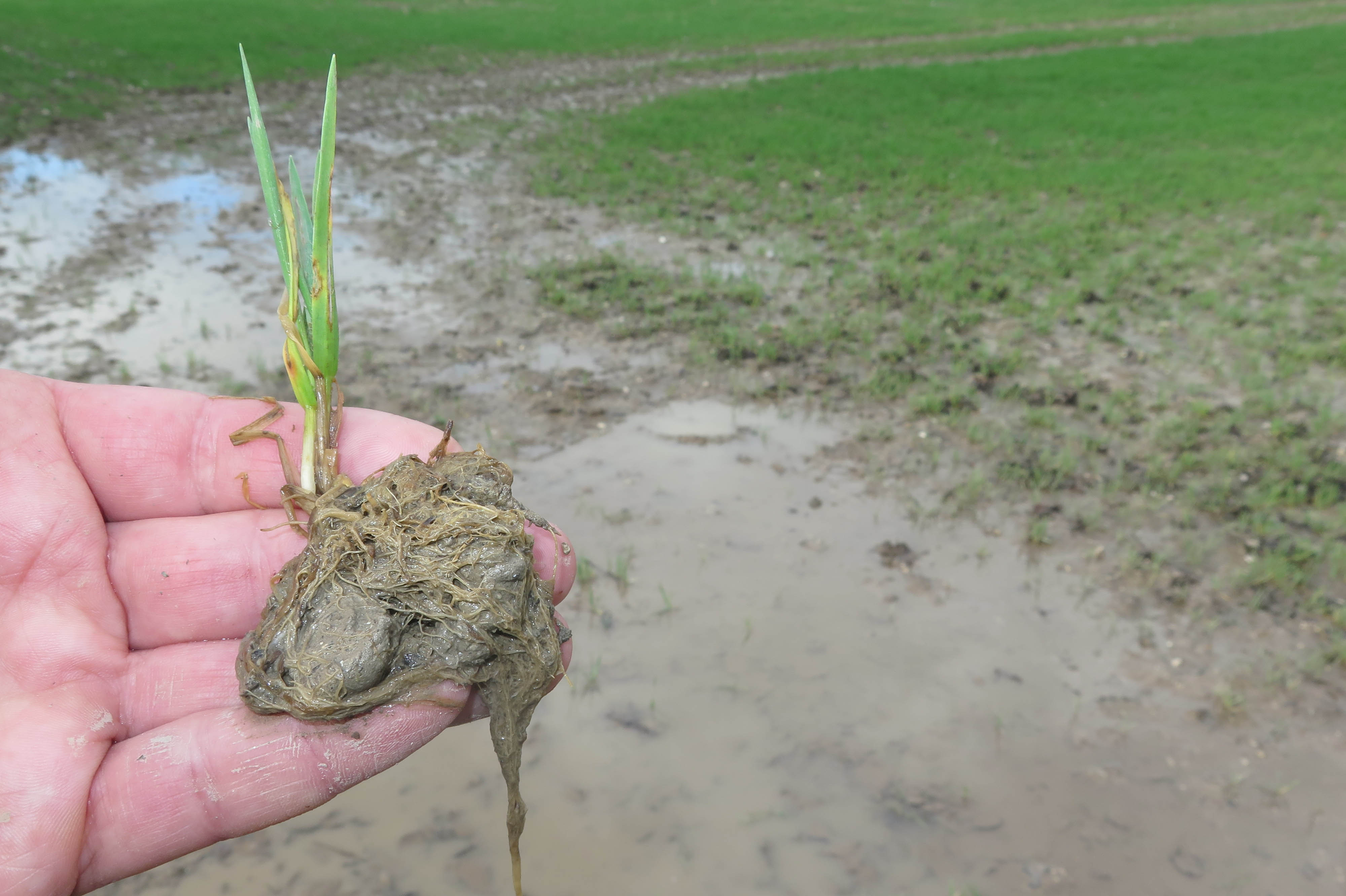 Promote roots to counter wet weather woes - FarmingUK News