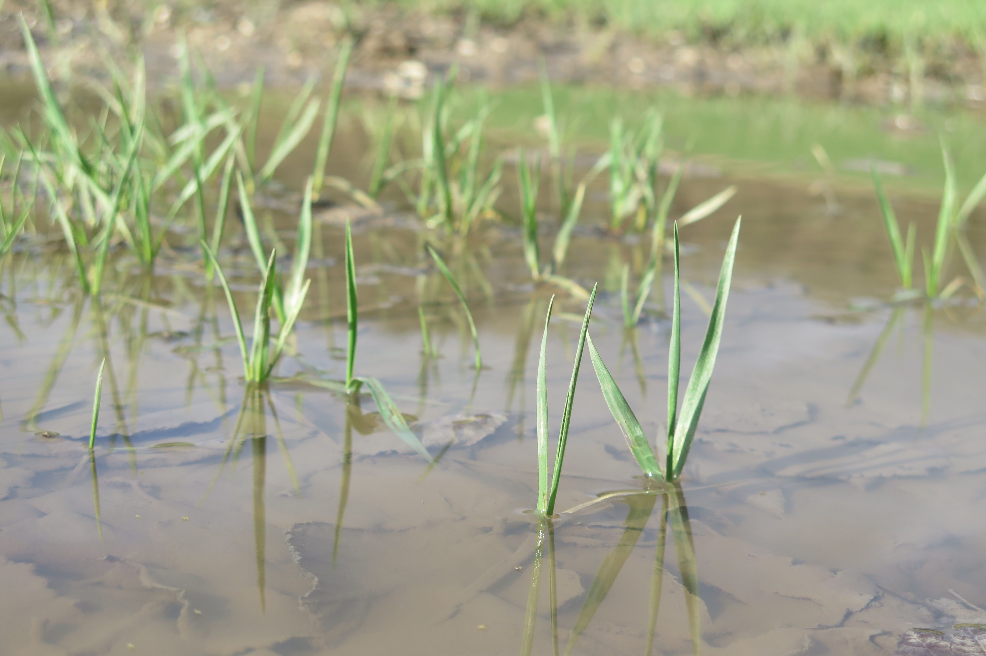 Root loss now could lead to greater levels of root lodging at harvest. Early Moddus application could help to keep crops standing.