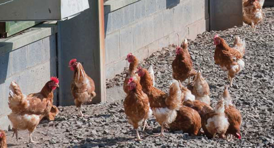 Poultry farmers are being pushed to reduce antibiotic usage, and yet they are still expected to produce high welfare, healthy birds in a very short time