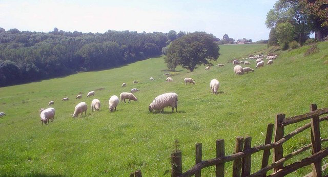 The scheme is in response to the severe IT problems Scottish Government has encountered in delivering support payments to farmers and crofters