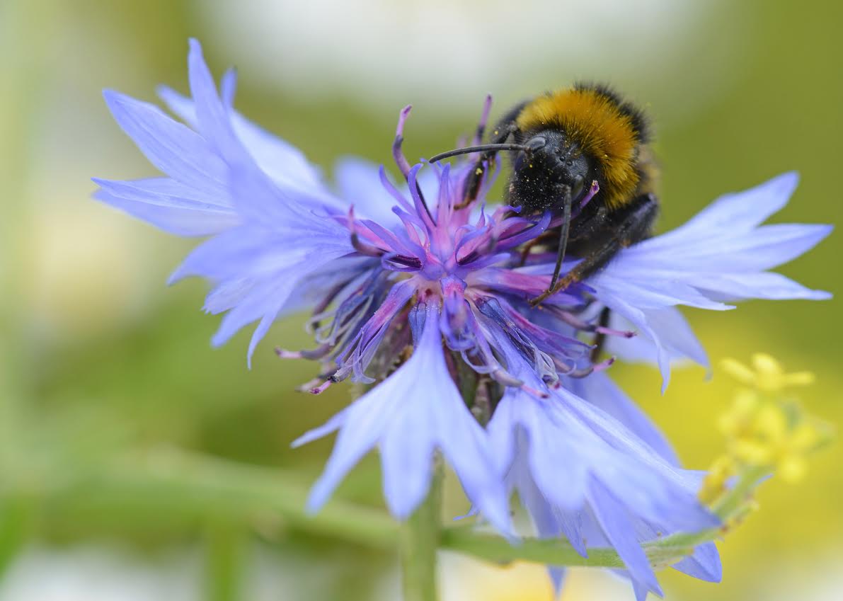 Crop yields depend on the work of pollinators