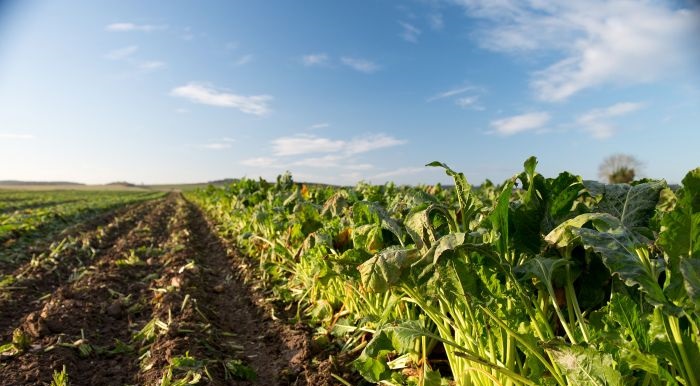 Climate change and food security 'should be tackled in balanced way'