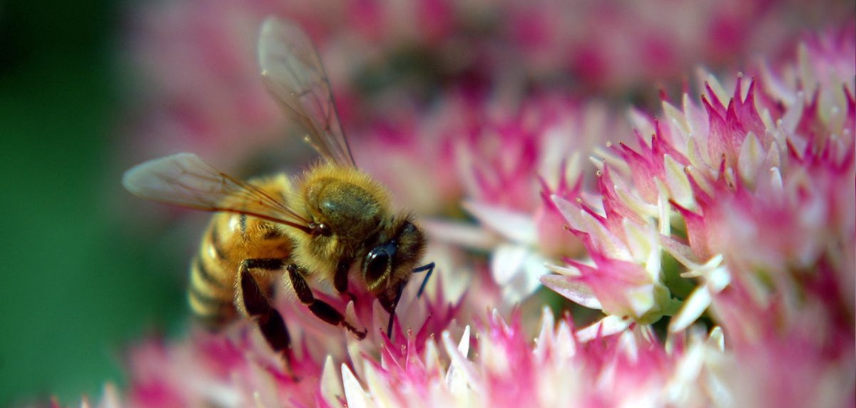 Pollinators, such as solitary bees, bumblebees and hoverflies, have declined in recent years
