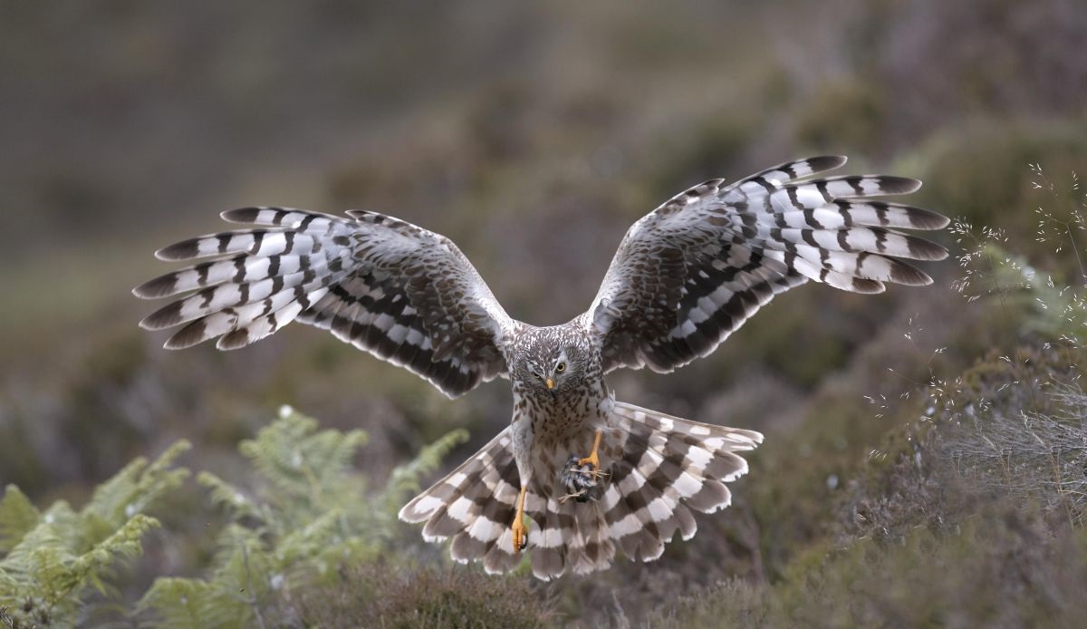 Scottish hen harrier