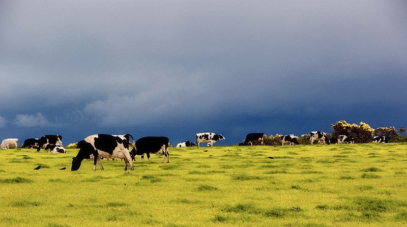 This survey provides estimates of the numbers of cattle, sheep and pigs on farms at the beginning of December