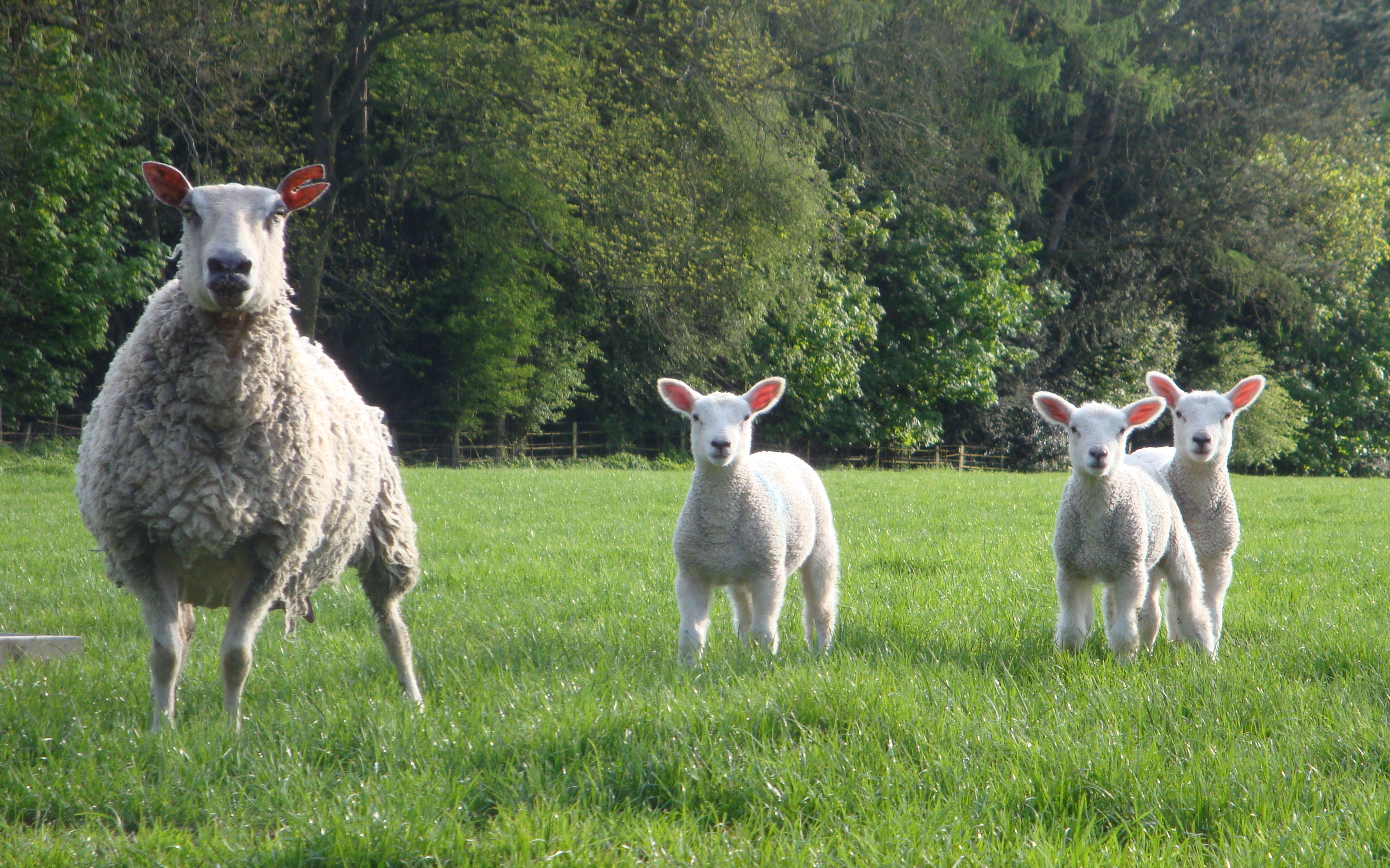Young lambs take in large numbers of larvae as they graze, which damage their gut