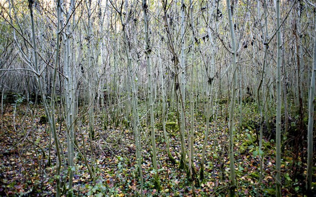 Ash dieback is regarded as one of the biggest threats to British woodlands