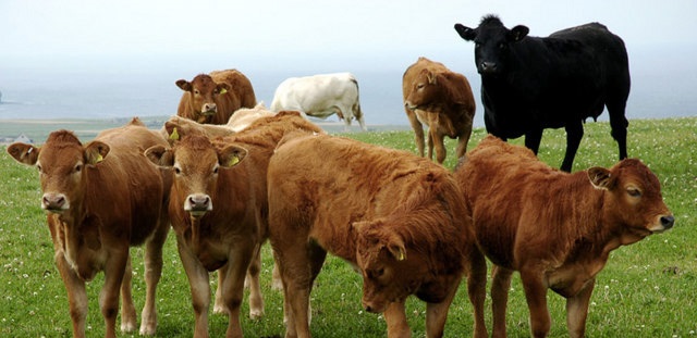 NBA Roadshow will be visiting six livestock markets between March and May