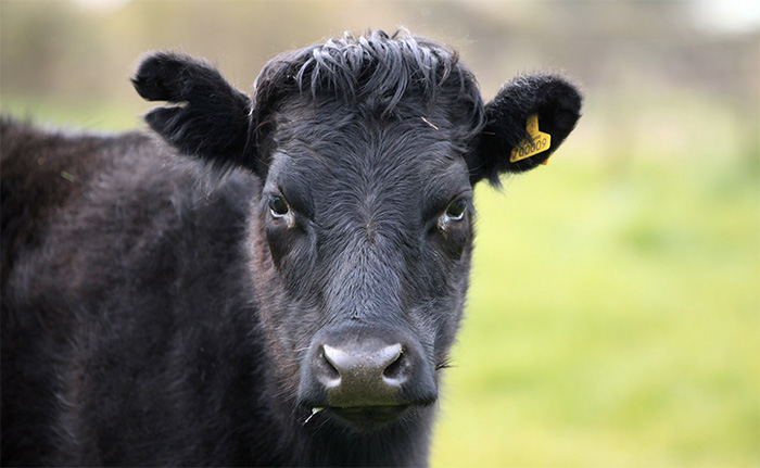 Less than half the retail value of beef coming back to the farm