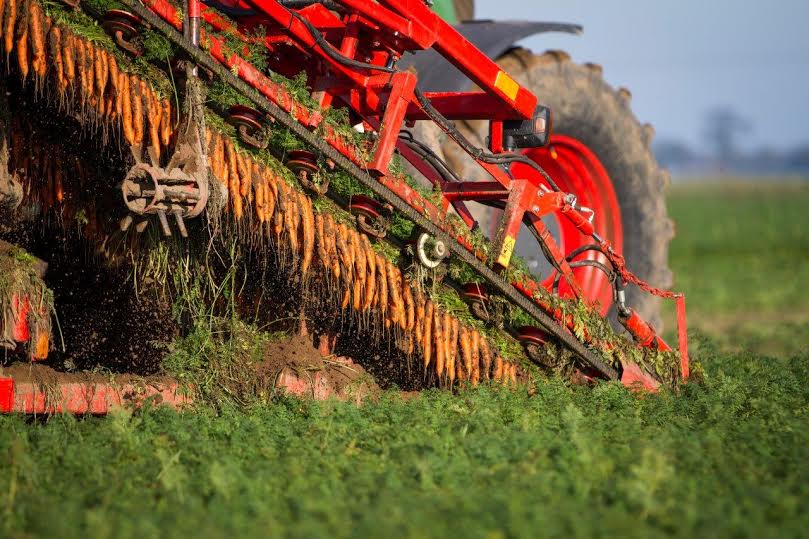 Carrots being harvested, treated with NEMguard