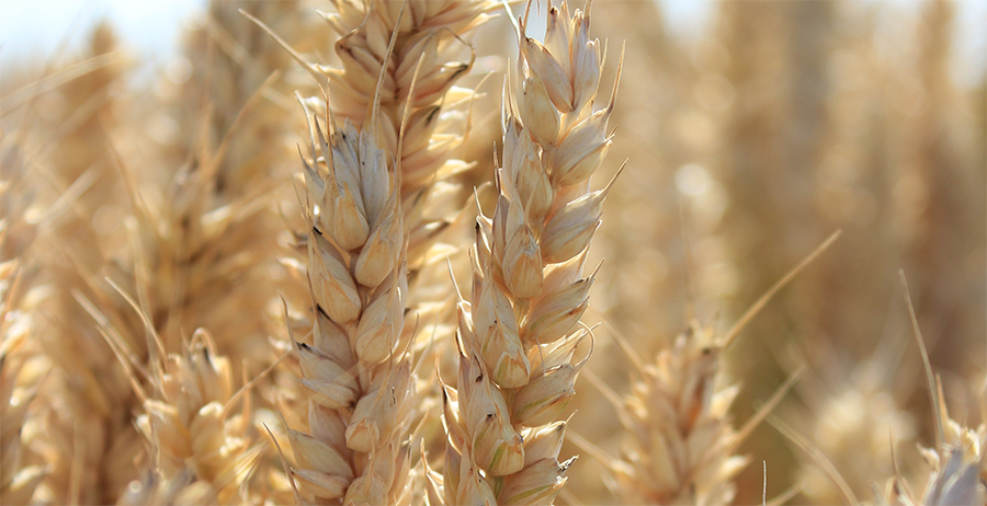 Prices of the world's staple grains were broadly stable