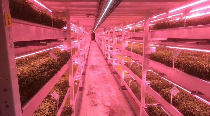 The Growing Underground urban farm (copyright Growing Underground)