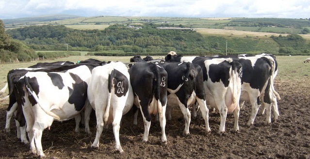 The event focused on all things dairy, attracting 300 farmers and industry specialists