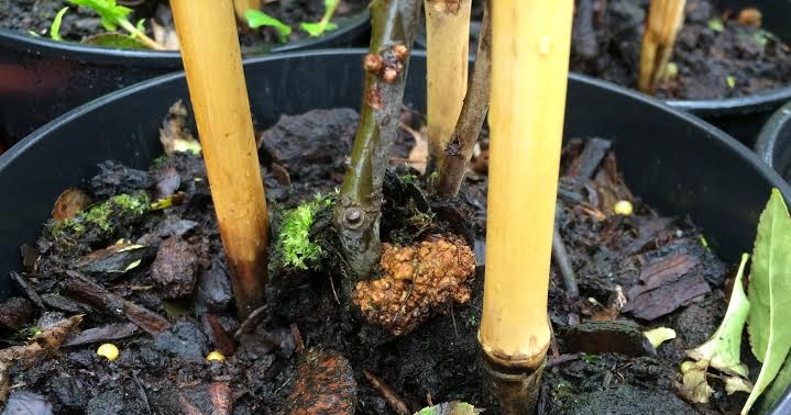 Crown Gall infection