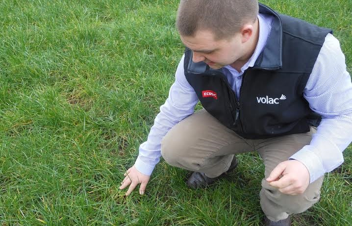 Long, decaying grass on silage ground 