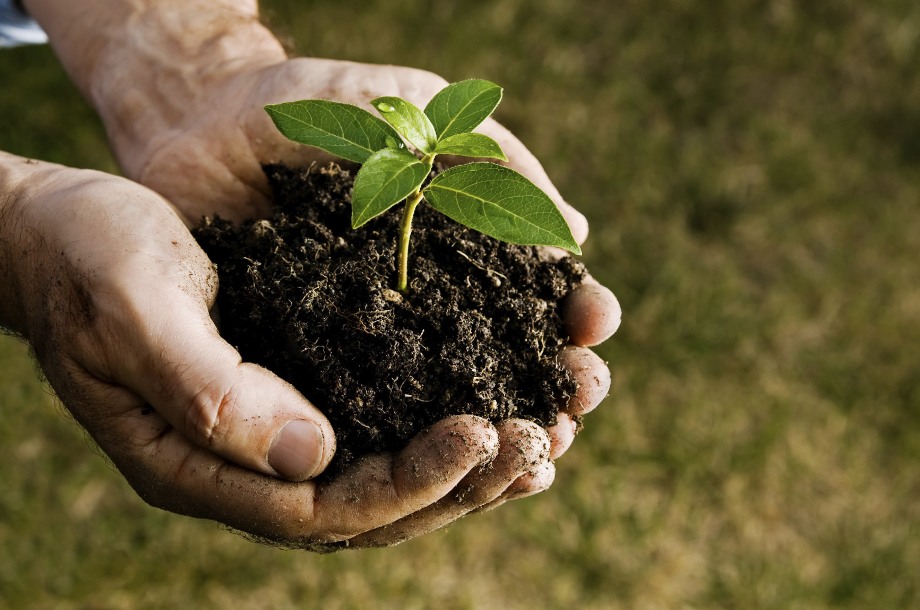 The Scottish food and drink industry is reliant on agriculture, which in turn depends on good plant health