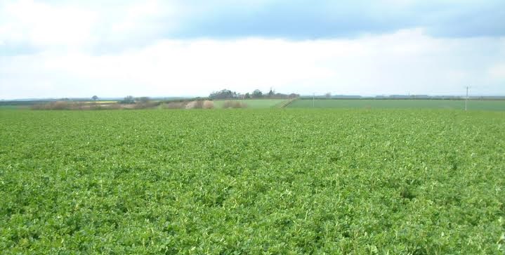  Lucerne is capable of annual yields of 12–14tDM/ha in the UK and has the potential to be a significant high quality forage asset for many livestock farmers