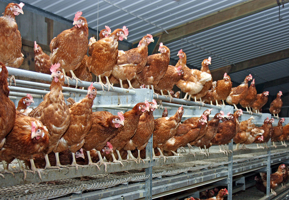 Birds perching in a multi-tier shed