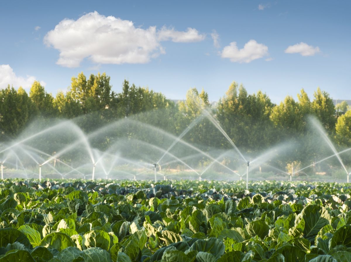 Businesses need to consider how water is used in the agricultural supply chain