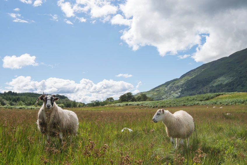 Less Favoured Areas Support Scheme helps hill farmers and crofters