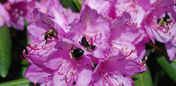 Bees pollinate many of the world’s important food crops and wild plants