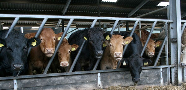 Many farmers across Europe are facing the worst crisis since the early 1980s